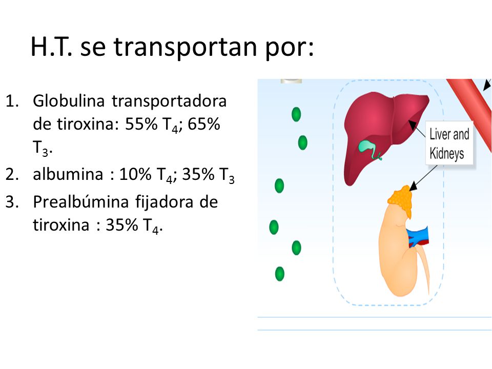 H.T. se transportan por: Globulina transportadora de tiroxina: 55% T4; 65% T3. albumina : 10% T4; 35% T3.