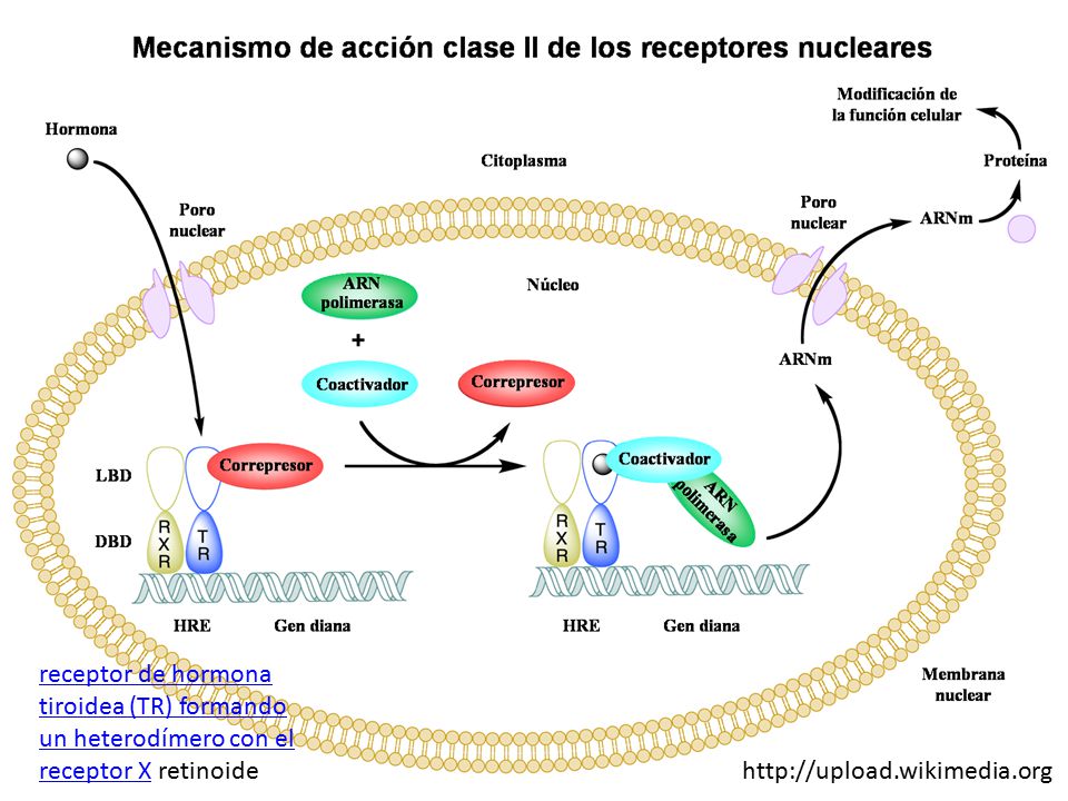 En ausencia de ligando, TR se encuentra unido a la proteína correpresora. Cuando el ligando está unido a TR, se produce la disociación del correpresor y el reclutamiento de la proteína coactivadora, que recluta proteínas adicionales como la ARN polimerasa, implicadas en la transcripción de los genes diana y su traducción a proteínas que resultará en un cambio de la función celular.