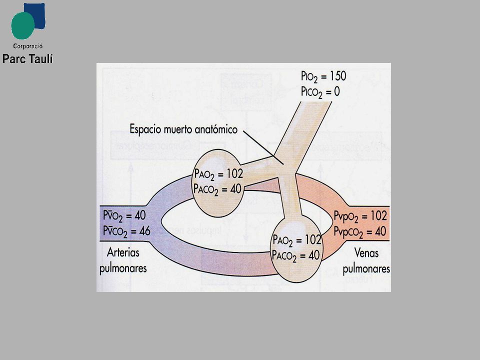 La difusión alveolocapilar es el paso del oxigeno desde el alvéolo a la sangre capilar y el paso del CO2 de la sangre capilar al alvéolo. Es a favor de gradiente. El CO2 es más difusible que el oxigeno. Una perfusión capilar adecuada permite un flujo constante de sangre a través de la circulación capilar.