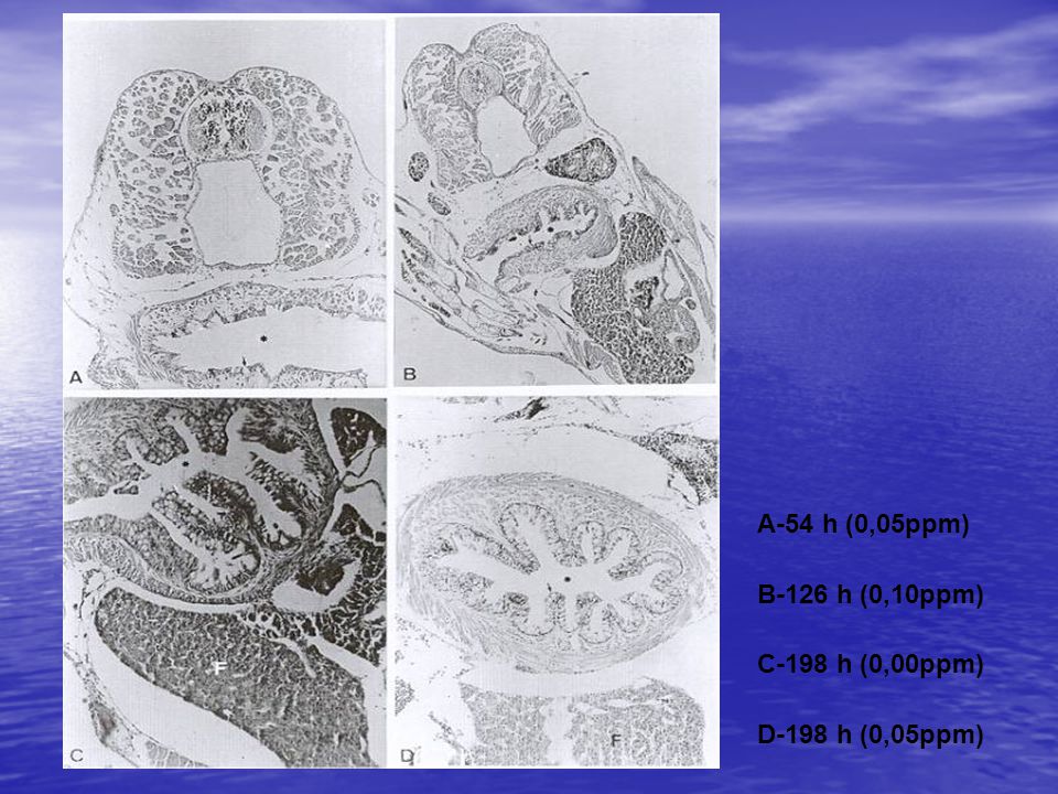 A-54 h (0,05ppm) B-126 h (0,10ppm) C-198 h (0,00ppm) D-198 h (0,05ppm)