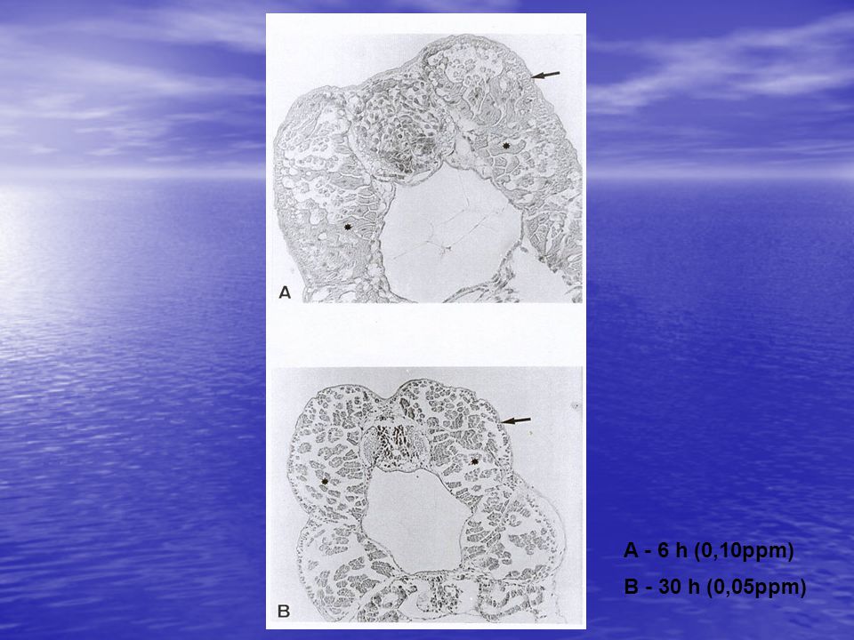 A - 6 h (0,10ppm) B - 30 h (0,05ppm)