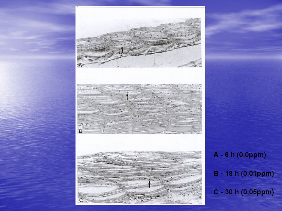 A - 6 h (0,0ppm) B - 18 h (0,01ppm) C - 30 h (0,05ppm)