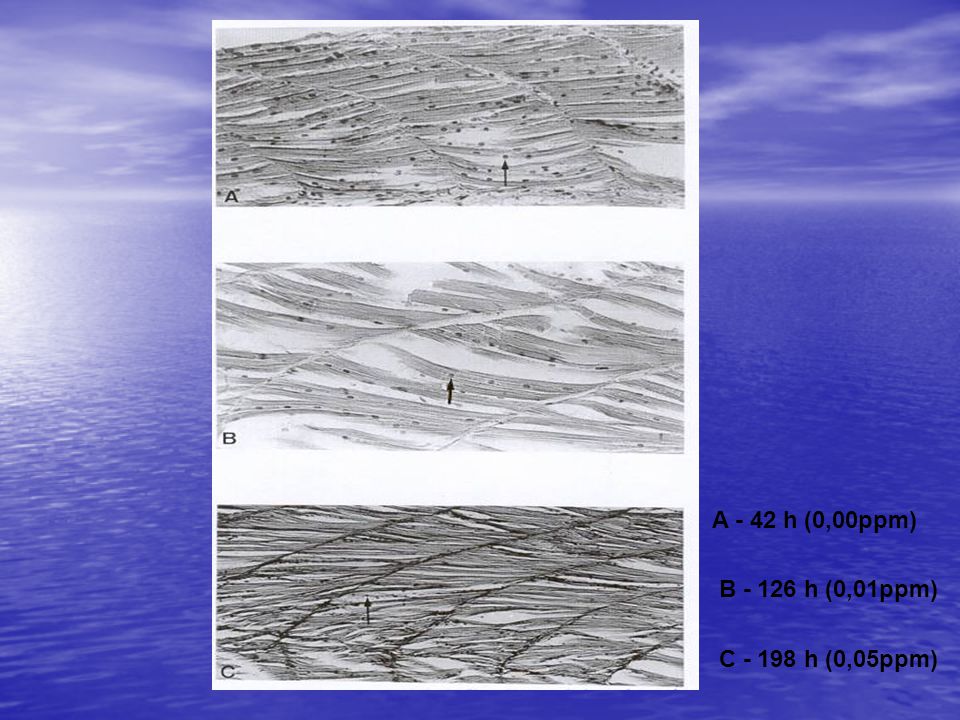 A - 42 h (0,00ppm) B h (0,01ppm) C h (0,05ppm)