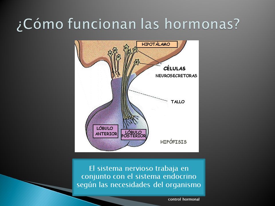 ¿Cómo funcionan las hormonas