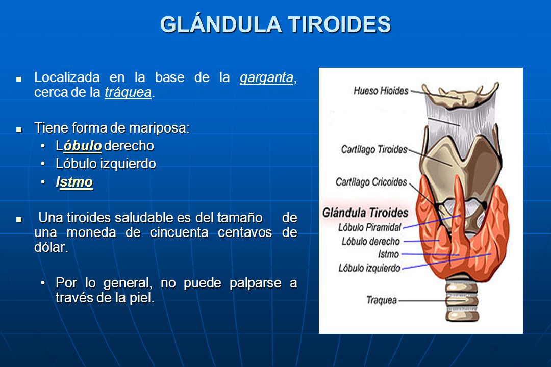 GLÁNDULA TIROIDES Localizada en la base de la garganta, cerca de la tráquea. Tiene forma de mariposa: