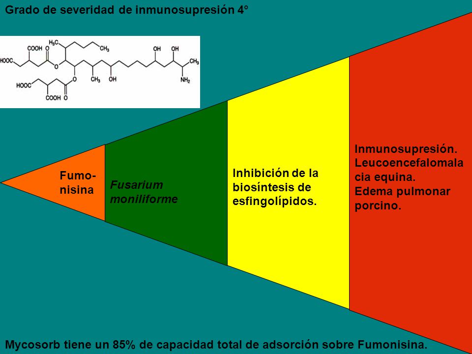 Fumo- nisina Fusarium moniliforme. Inhibición de la biosíntesis de esfingolípidos. Inmunosupresión.