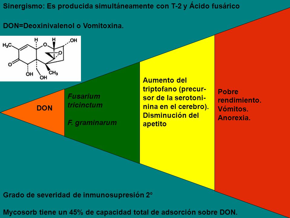 DON Fusarium tricinctum. F. graminarum. Aumento del triptofano (precur- sor de la serotoni-nina en el cerebro).