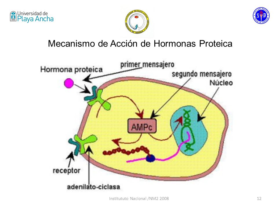 Mecanismo de Acción de Hormonas Proteica