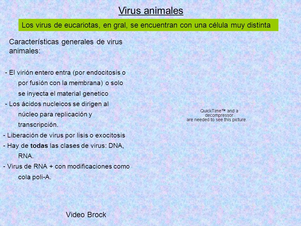 Virus animales Los virus de eucariotas, en gral, se encuentran con una célula muy distinta. Características generales de virus animales: