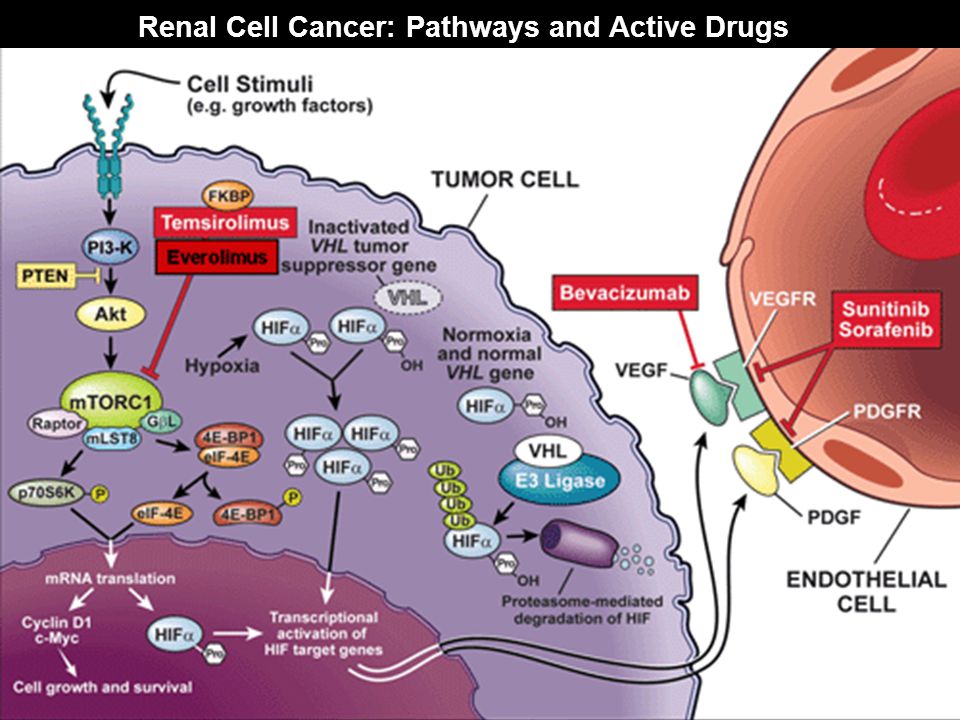 Renal Cell Cancer: Pathways and Active Drugs