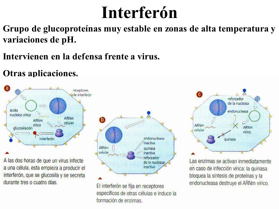Interferón Grupo de glucoproteínas muy estable en zonas de alta temperatura y variaciones de pH. Intervienen en la defensa frente a virus.