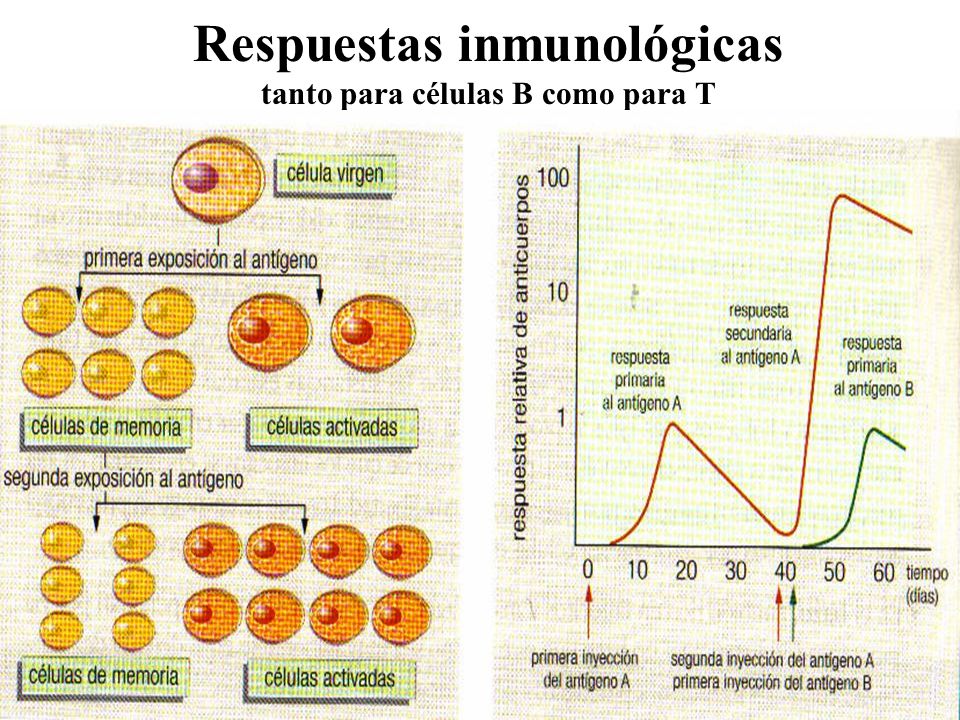 Respuestas inmunológicas tanto para células B como para T