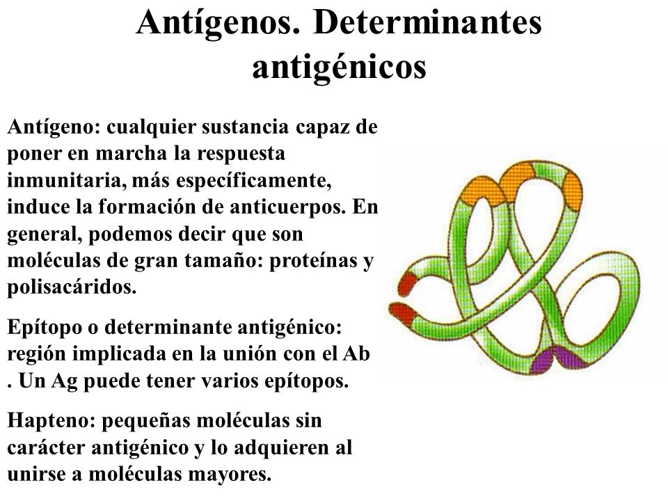 Antígenos. Determinantes antigénicos