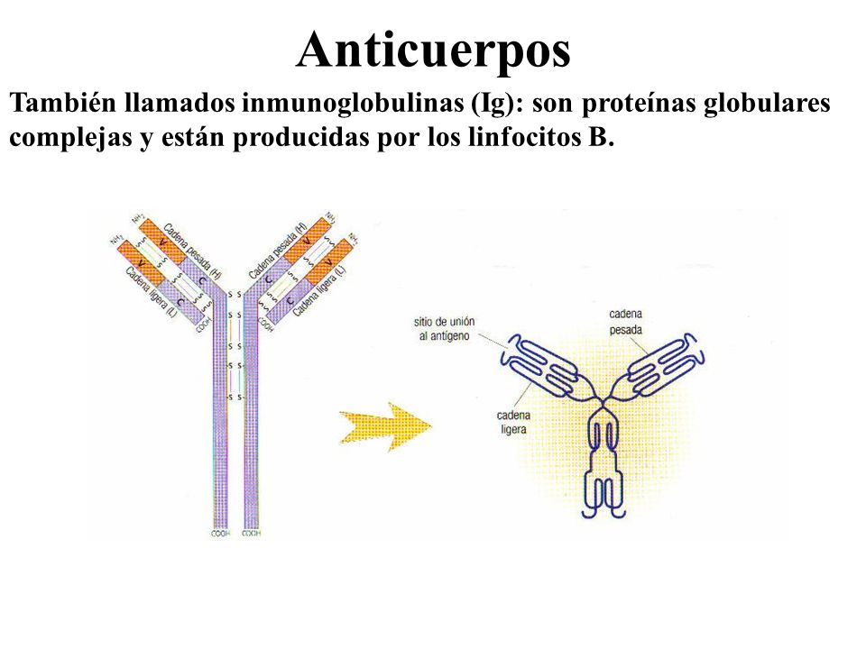 Anticuerpos También llamados inmunoglobulinas (Ig): son proteínas globulares complejas y están producidas por los linfocitos B.