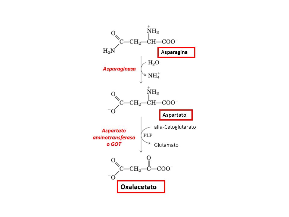 Aspartato aminotransferasa