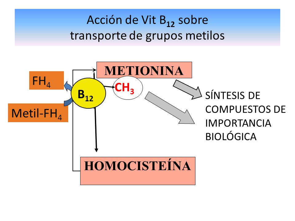 Acción de Vit B12 sobre transporte de grupos metilos