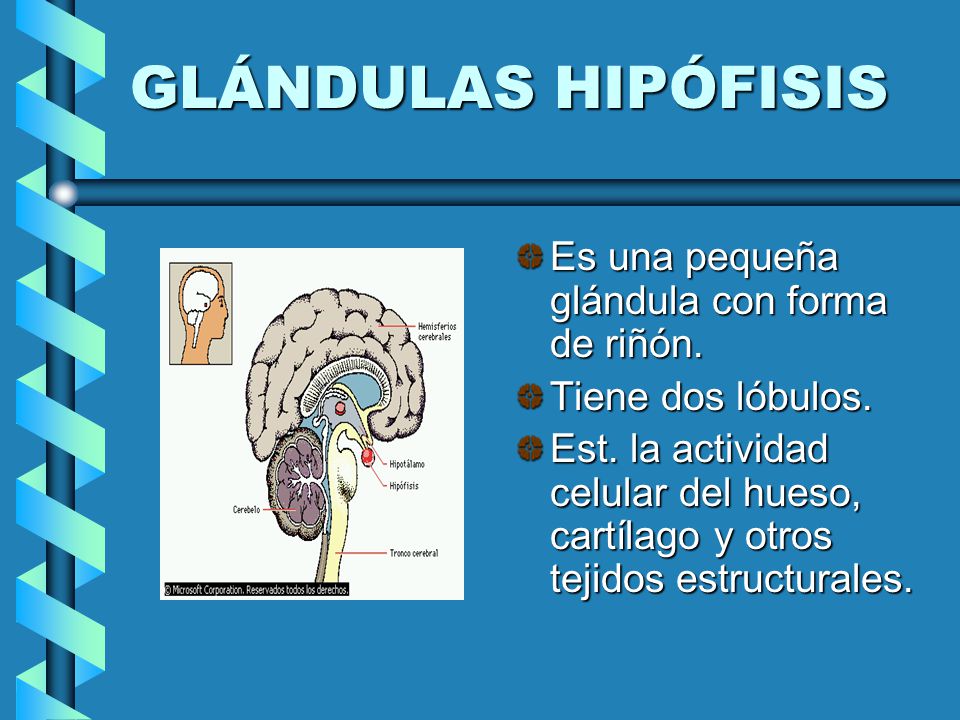 GLÁNDULAS HIPÓFISIS Es una pequeña glándula con forma de riñón.