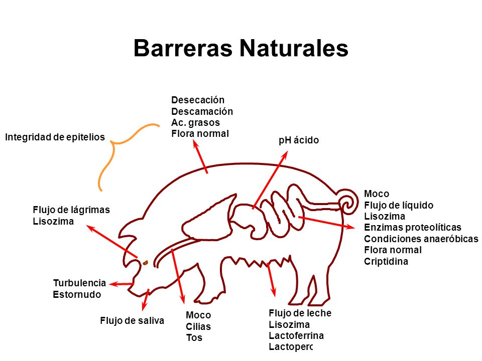 Barreras Naturales Desecación Descamación Ac. grasos Flora normal