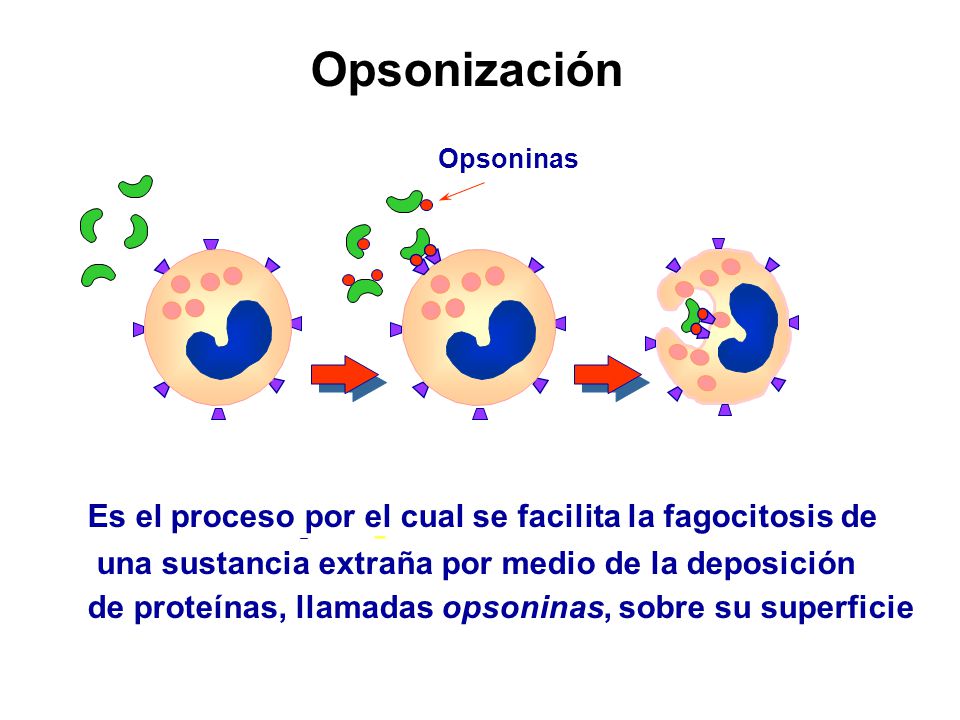 Opsonización Es el proceso por el cual se facilita la fagocitosis de