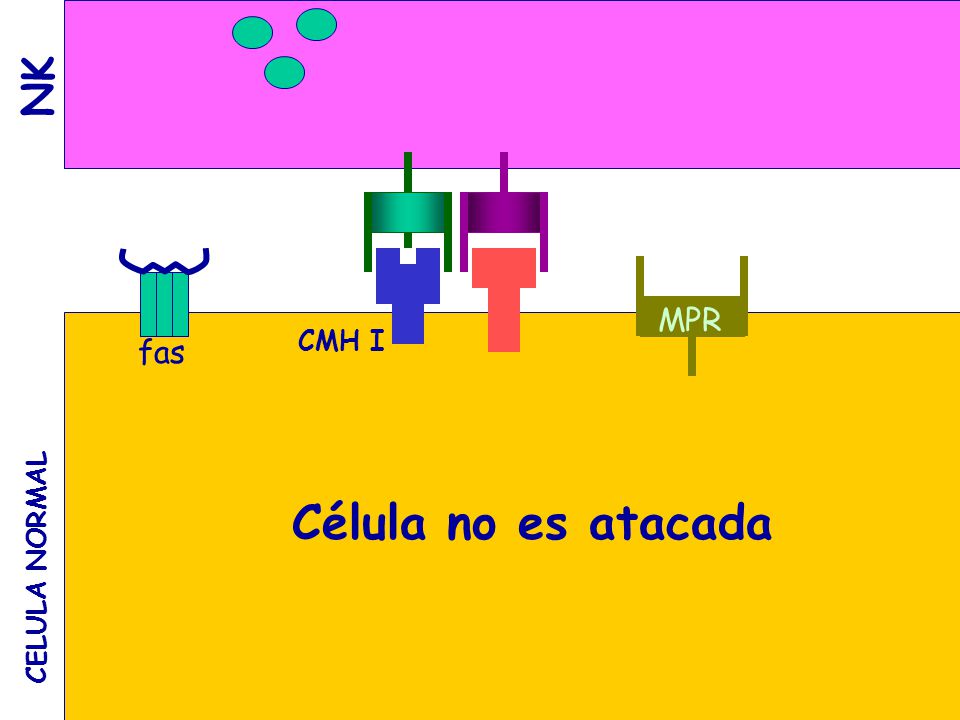 NK CMH I MPR fas Célula no es atacada CELULA NORMAL