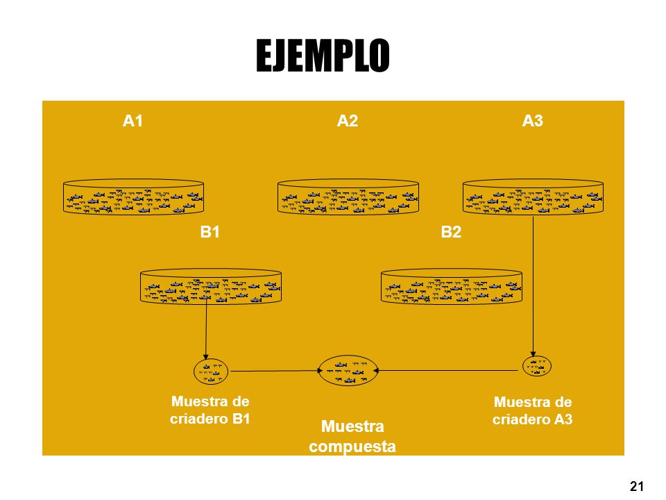 EJEMPLO A1 A2 A3 B1 B2 Muestra compuesta Muestra de criadero B1