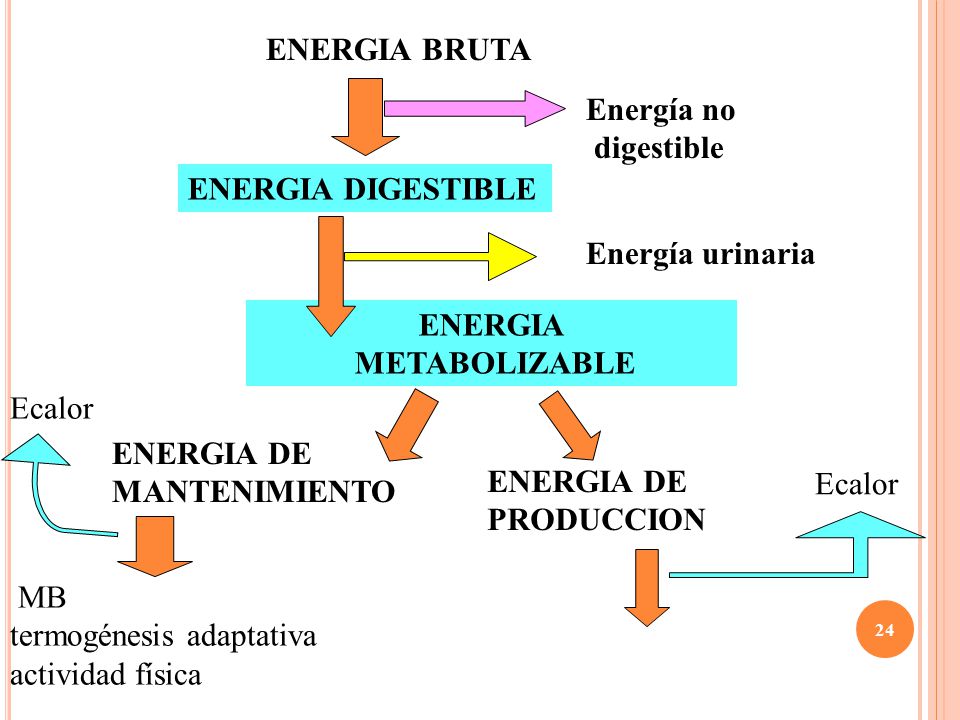 ENERGIA BRUTA Energía no. digestible. ENERGIA DIGESTIBLE. Energía urinaria. ENERGIA. METABOLIZABLE.