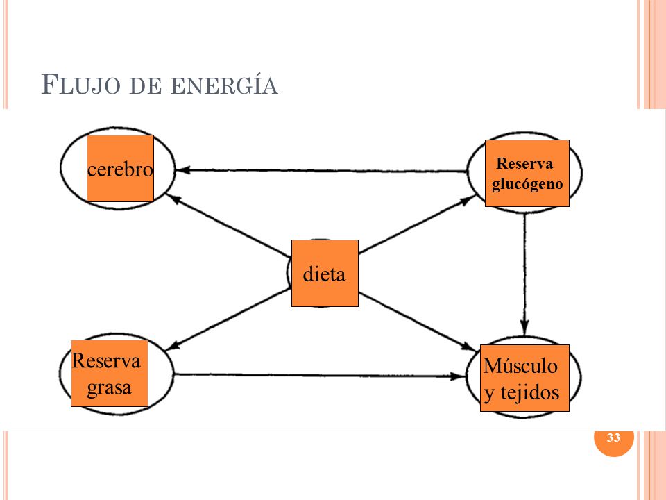 Flujo de energía cerebro dieta Reserva Músculo grasa y tejidos Reserva