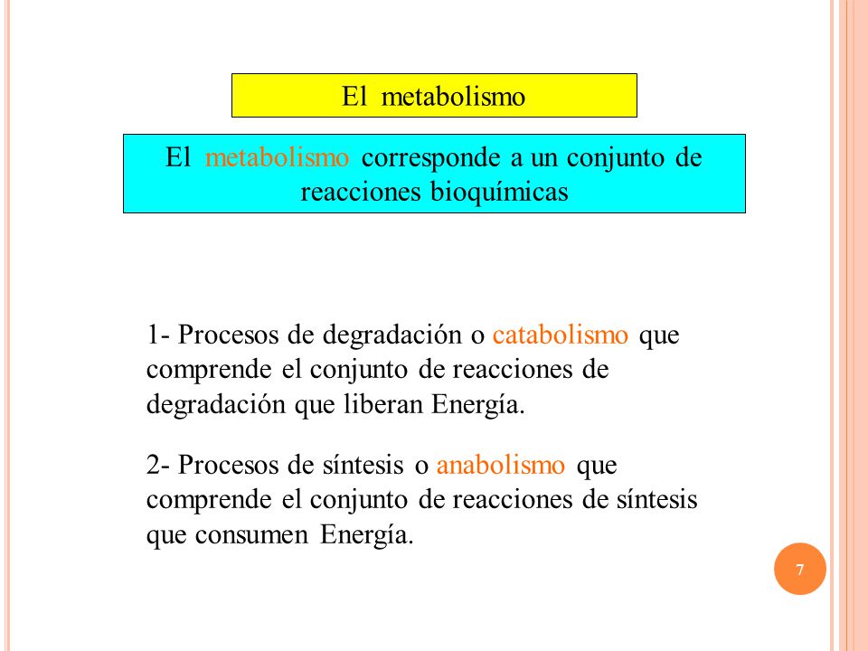 El metabolismo corresponde a un conjunto de reacciones bioquímicas