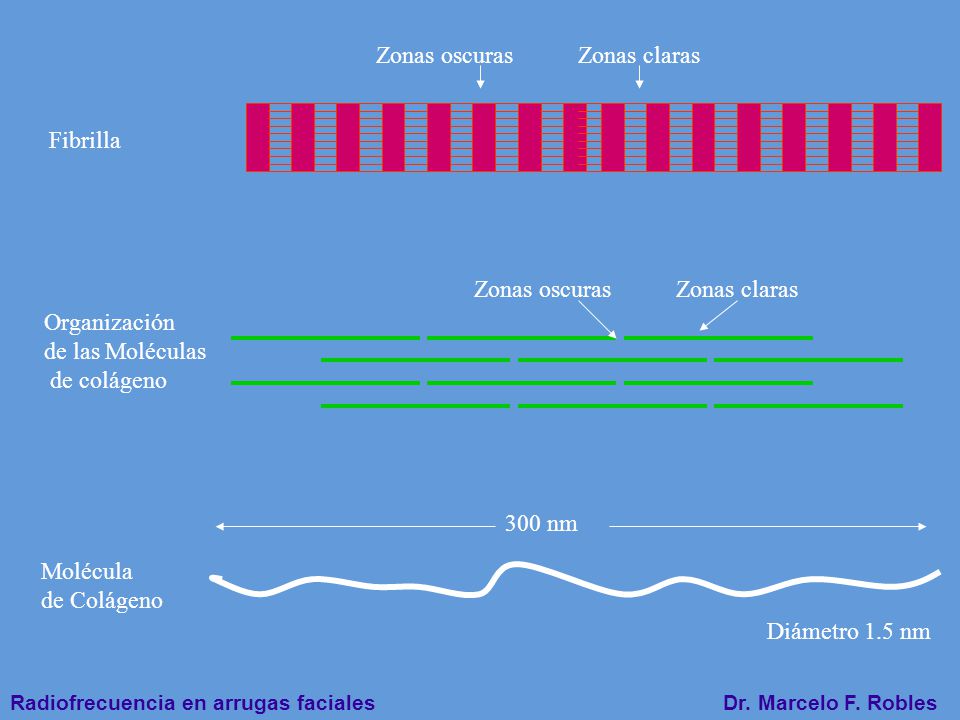 Zonas oscuras Zonas claras. Fibrilla. Zonas oscuras. Zonas claras. Organización. de las Moléculas.