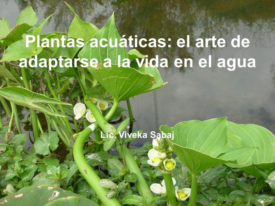 Plantas acuáticas: el arte de adaptarse a la vida en el agua