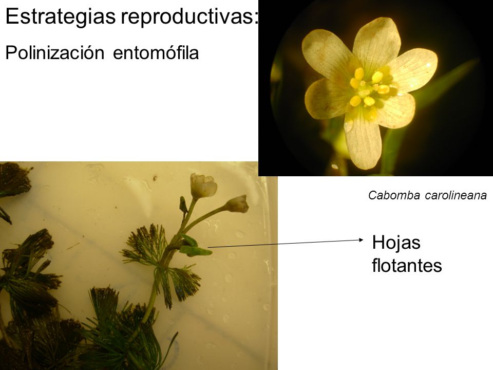 Estrategias reproductivas: