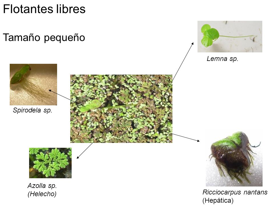 Flotantes libres Tamaño pequeño Lemna sp. Spirodela sp. Azolla sp.
