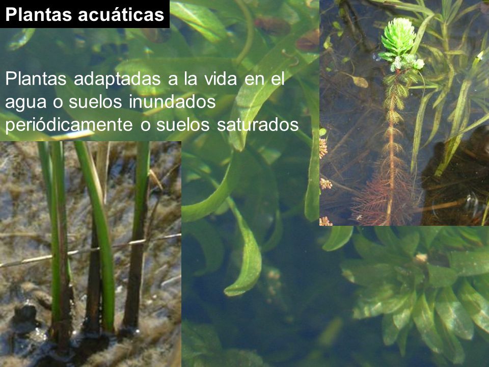 Plantas acuáticas Plantas adaptadas a la vida en el agua o suelos inundados periódicamente o suelos saturados.