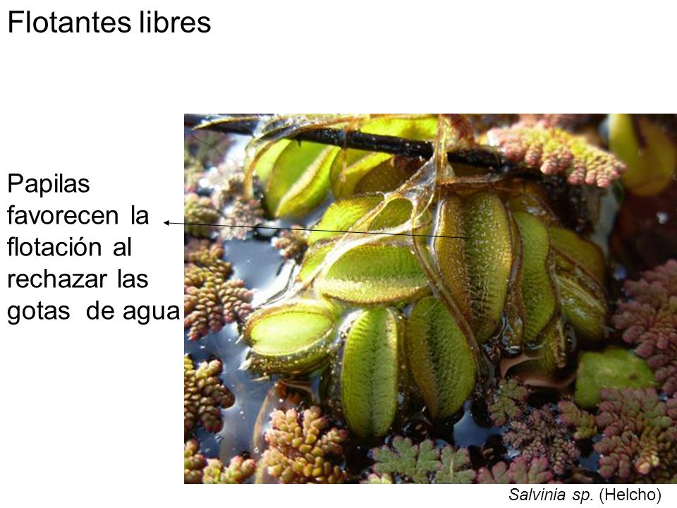 Flotantes libres Papilas favorecen la flotación al rechazar las gotas de agua.