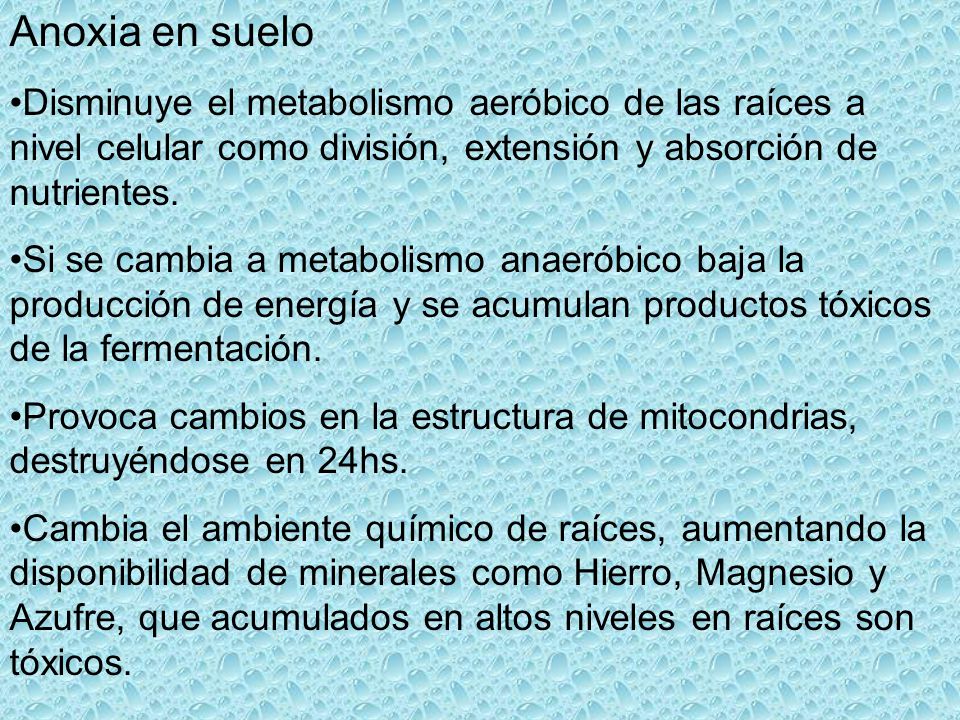 Anoxia en suelo Disminuye el metabolismo aeróbico de las raíces a nivel celular como división, extensión y absorción de nutrientes.