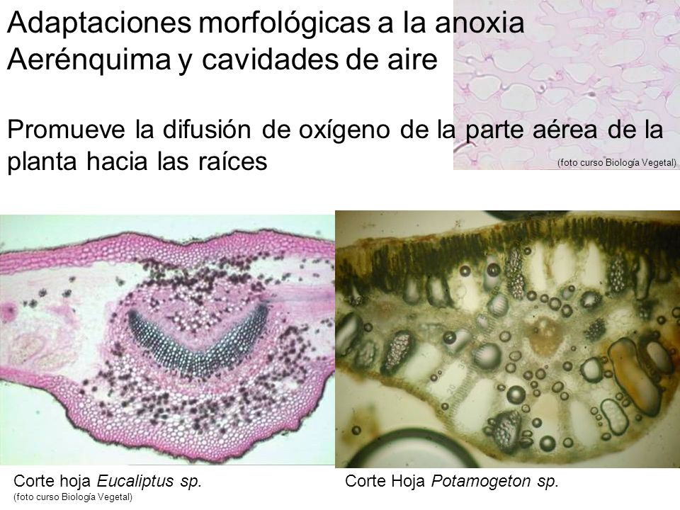 Adaptaciones morfológicas a la anoxia Aerénquima y cavidades de aire