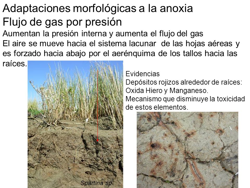 Adaptaciones morfológicas a la anoxia Flujo de gas por presión
