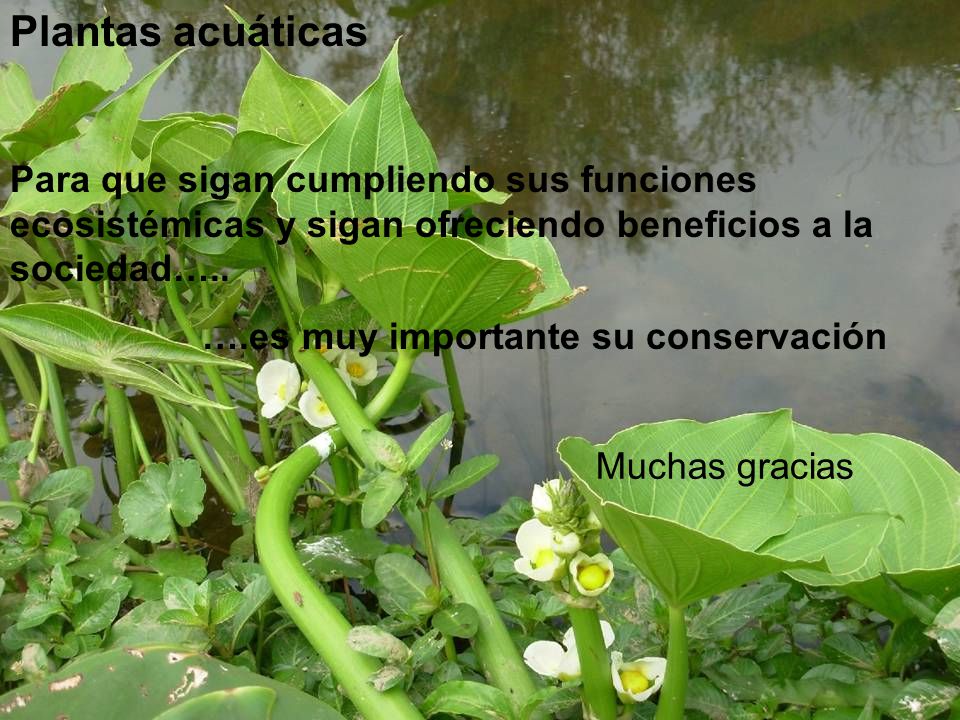 Plantas acuáticas Para que sigan cumpliendo sus funciones ecosistémicas y sigan ofreciendo beneficios a la sociedad…..