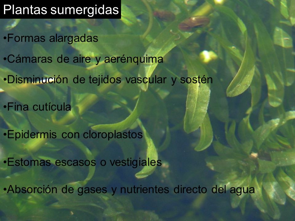 Plantas sumergidas Formas alargadas Cámaras de aire y aerénquima