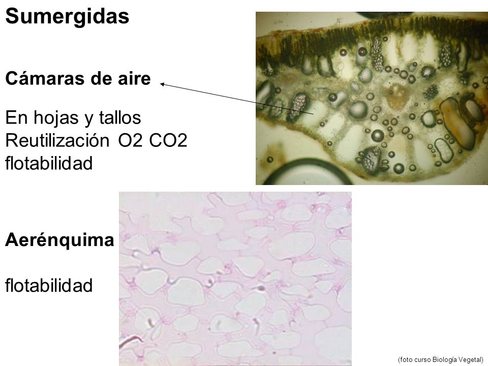 Sumergidas Cámaras de aire En hojas y tallos Reutilización O2 CO2