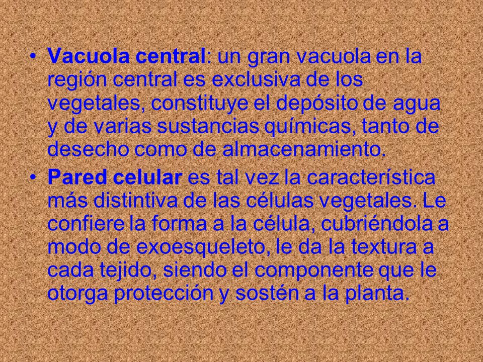 Vacuola central: un gran vacuola en la región central es exclusiva de los vegetales, constituye el depósito de agua y de varias sustancias químicas, tanto de desecho como de almacenamiento.