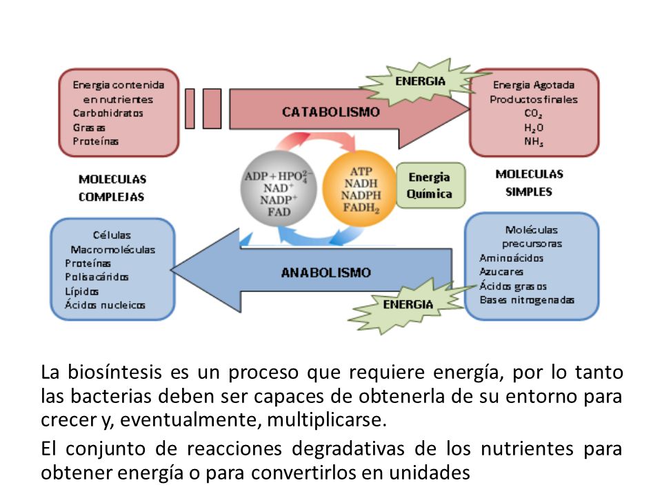 La biosíntesis es un proceso que requiere energía, por lo tanto las bacterias deben ser capaces de obtenerla de su entorno para crecer y, eventualmente, multiplicarse.
