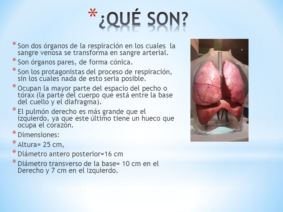 ¿QUÉ SON Son dos órganos de la respiración en los cuales la sangre venosa se transforma en sangre arterial.