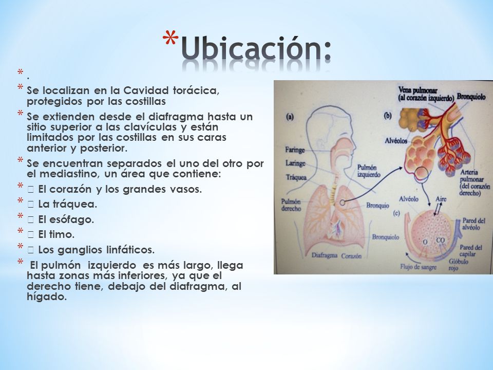 Ubicación: . Se localizan en la Cavidad torácica, protegidos por las costillas.