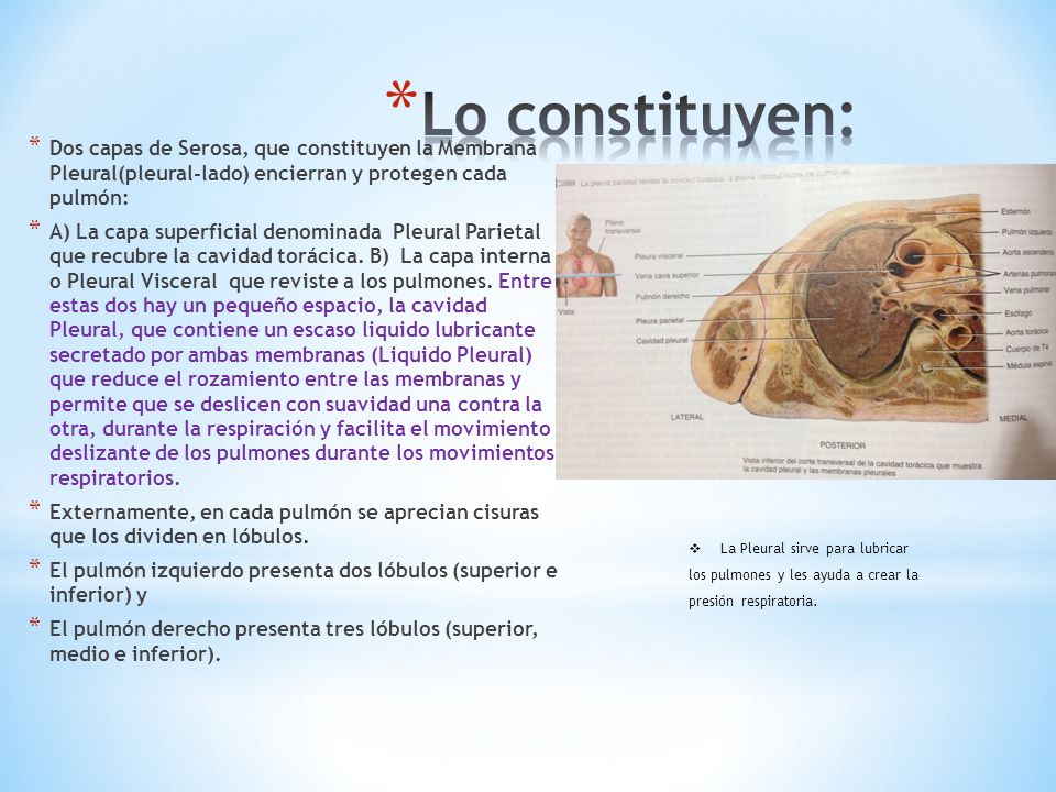 Lo constituyen: Dos capas de Serosa, que constituyen la Membrana Pleural(pleural-lado) encierran y protegen cada pulmón: