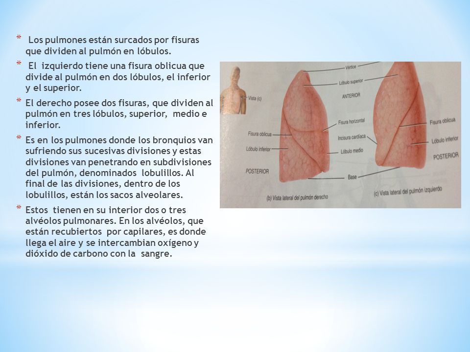 Los pulmones están surcados por fisuras que dividen al pulmón en lóbulos.