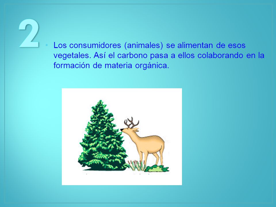 2 Los consumidores (animales) se alimentan de esos vegetales. Así el carbono pasa a ellos colaborando en la formación de materia orgánica.