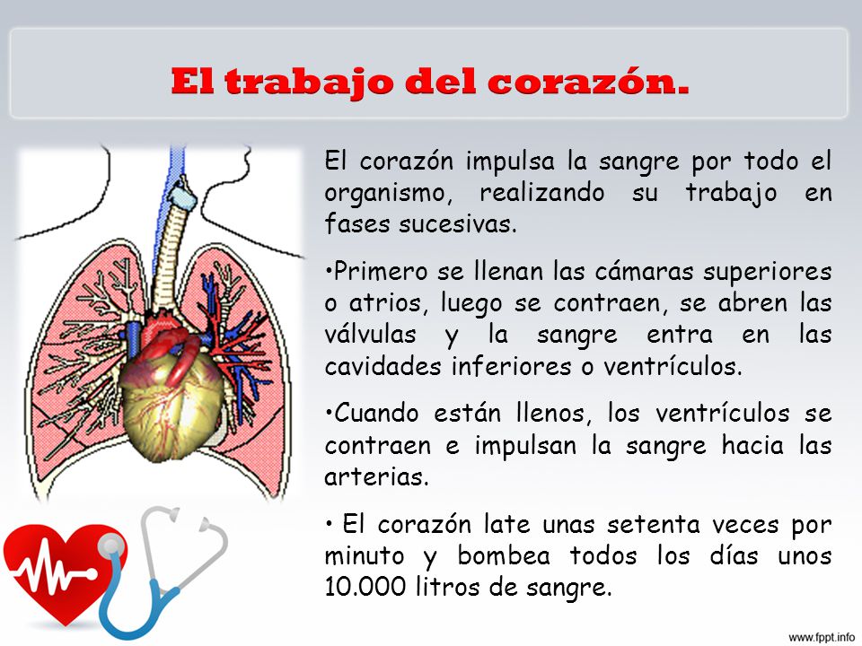 El trabajo del corazón. El corazón impulsa la sangre por todo el organismo, realizando su trabajo en fases sucesivas.