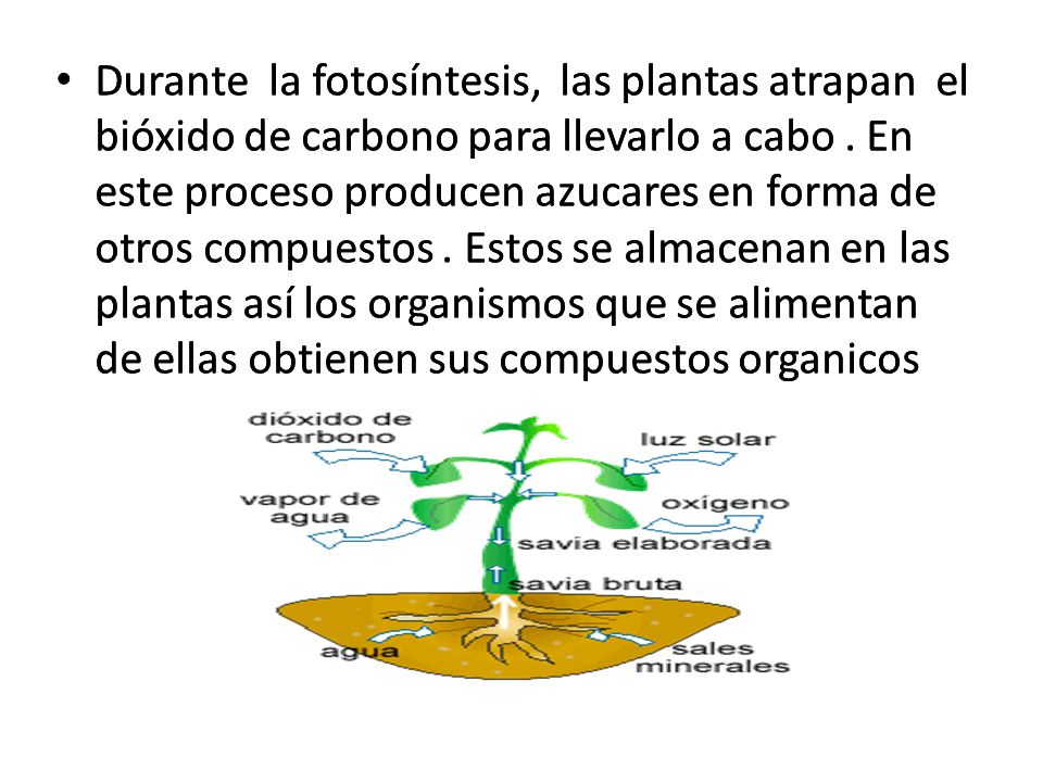 Durante la fotosíntesis, las plantas atrapan el bióxido de carbono para llevarlo a cabo . En este proceso producen azucares en forma de otros compuestos . Estos se almacenan en las plantas así los organismos que se alimentan de ellas obtienen sus compuestos organicos
