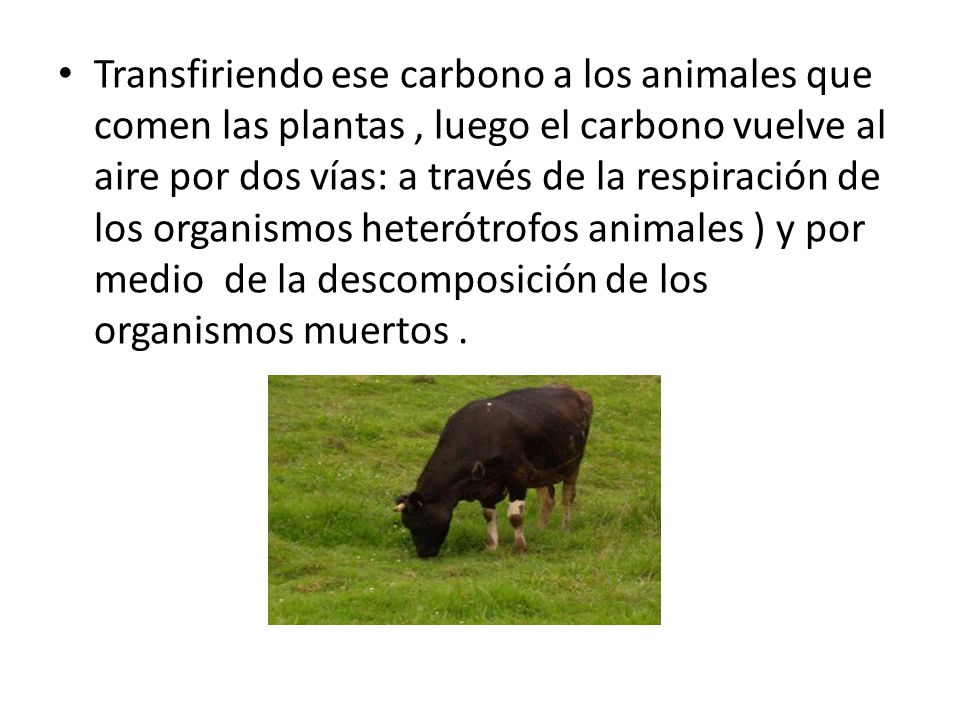 Transfiriendo ese carbono a los animales que comen las plantas , luego el carbono vuelve al aire por dos vías: a través de la respiración de los organismos heterótrofos animales ) y por medio de la descomposición de los organismos muertos .